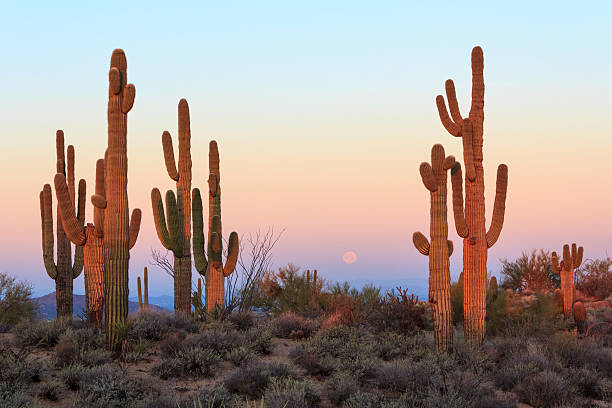 Photo of cacti infront of the moon