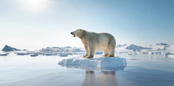 Photo of a polar bear on ice